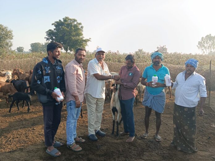 పశువులకు నట్టల నివారణ మందు తప్పనిసరి.!