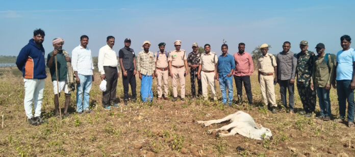 Leopard attacks cow and calf