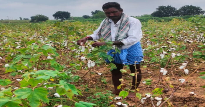 Sadness for cotton farmers!