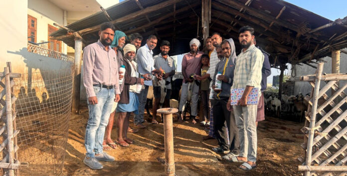 Sheep and goats should be given a solution to prevent worms.