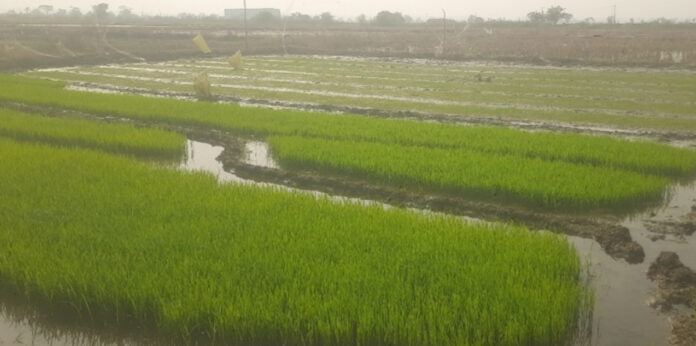 వరినారుపై చలి పంజా.! చలిగాలులకు ఎదగని నారు