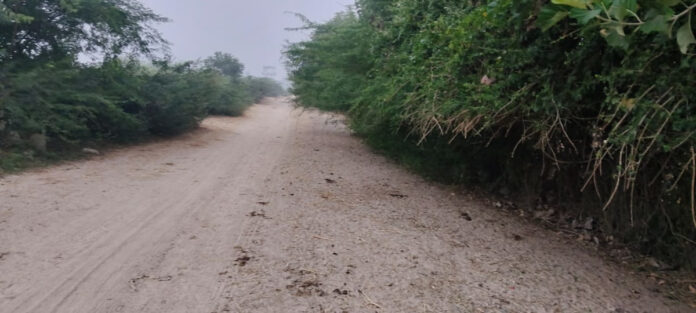 Thorny bushes on both sides of the road