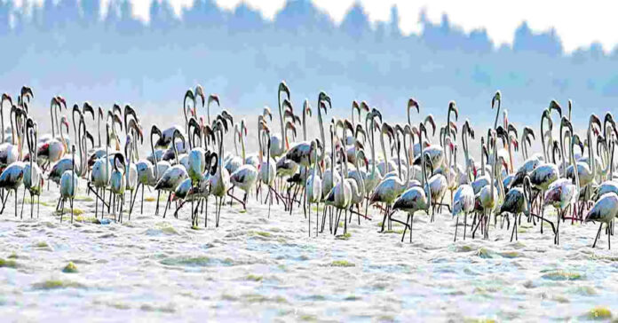 పులికాట్ సరస్సులో వలస పక్షుల సందడి