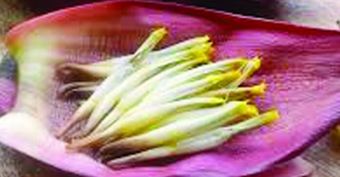 ఔషధ నిధి..!