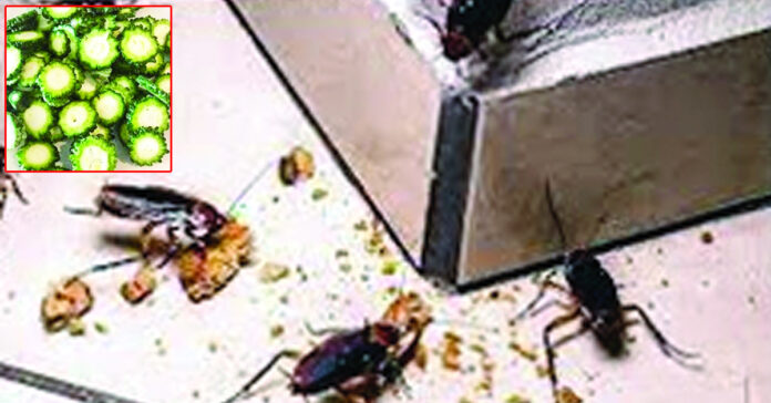 ఇట్ల చేద్దాం