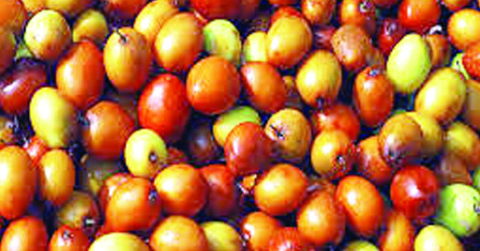 రేగి పండు.. ఆరోగ్యం మెండు