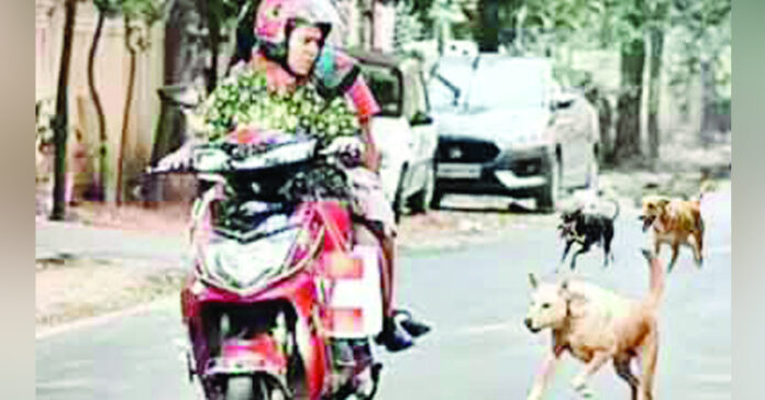 వీధి కుక్కల నియంత్రణ: మానవ హక్కులా? జంతు సెంటిమెంటా?