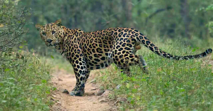 నల్లగొండ జిల్లాలో చిరుత సంచారం కలకలం