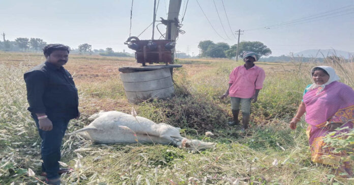 విద్యుత్ అగాధంతో ఆవు మృతి