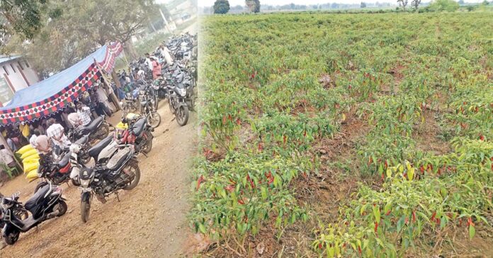 కాంతి లేని సంక్రాంతి