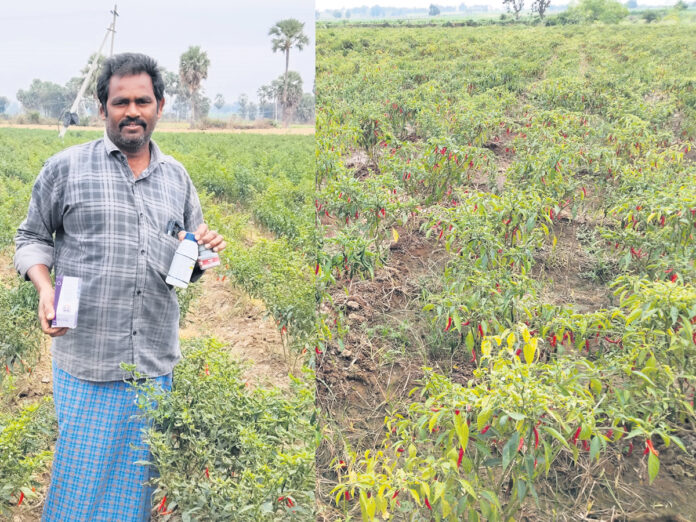 గుబ్బ తెగులుతో గుబులు