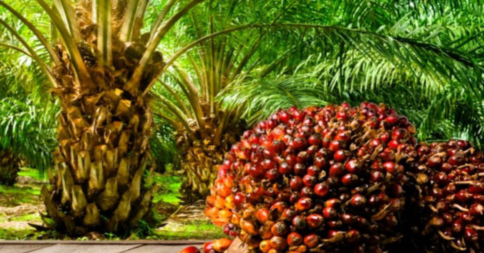 2025 brought relief to palm oil farmers