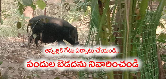 స్థానిక ఆస్పత్రికి గేటు ఏర్పాటు చేయాలి