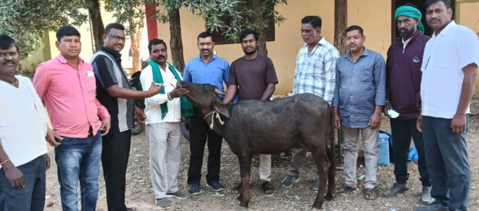 పశువులకు గర్భకోశ వ్యాధి చికిత్స క్యాంపు