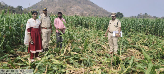 Corn crop destroyed in wild boar attack