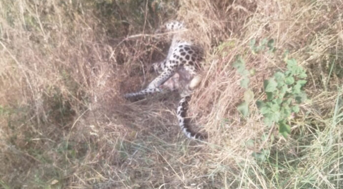 Did a tiger die in the suburbs of Dostupally? Was it killed?