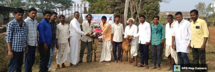 Distribution of anti-worm medicine to sheep in Jauuli
