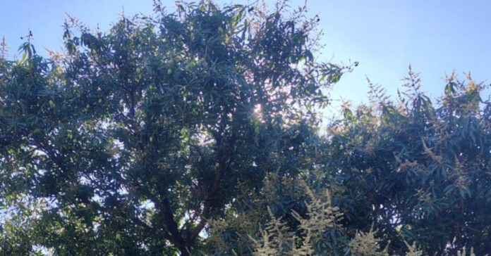 మామిడి ‘పండు’తుందా.?