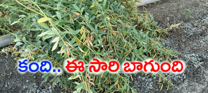 Farmer happy with the yam crop