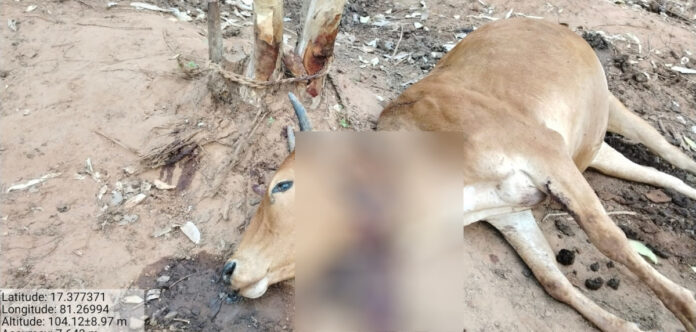 Here is the tiger.. that killed and ate a cow calf.