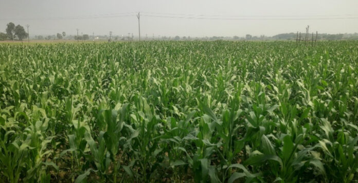 Leaning towards corn.!