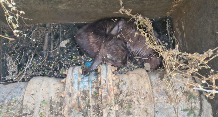 Mission Bhagiratha pipeline chamber is dangerous.. A bull calf dies