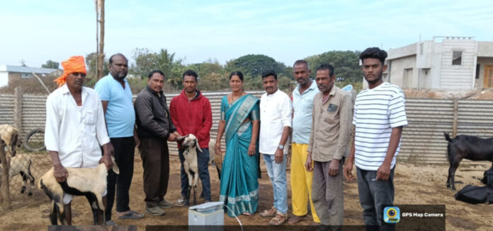Mother-to-mother vaccination of sheep in the beds