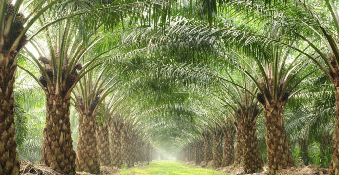 రైతులకు మరింత చేరువగా ఆయిల్ఫెడ్