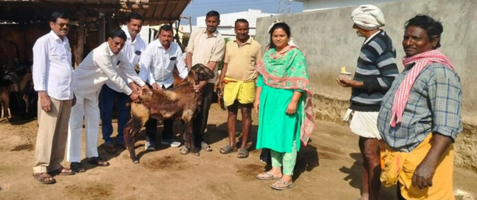 గొర్రె కాపరులు నట్టల నివారణ సద్వినియం చేసుకోవాలి