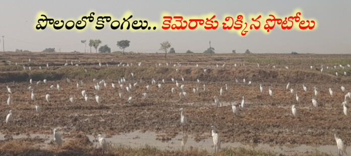 The storks desire to satisfy its hunger!