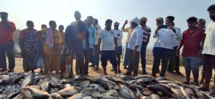 కలకోటలో చేపల దొంగతనానికి దుండగుల యత్నం
