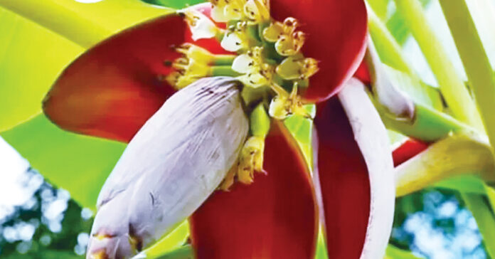 పువ్వు కాదిది..పోషకాల పుట్ట..!