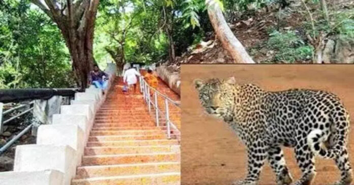 తిరుమల మెట్టు మార్గంలో చిరుత కలకలం..