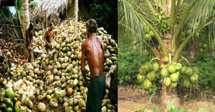 Relief for coconut farmers.. prices have increased drastically