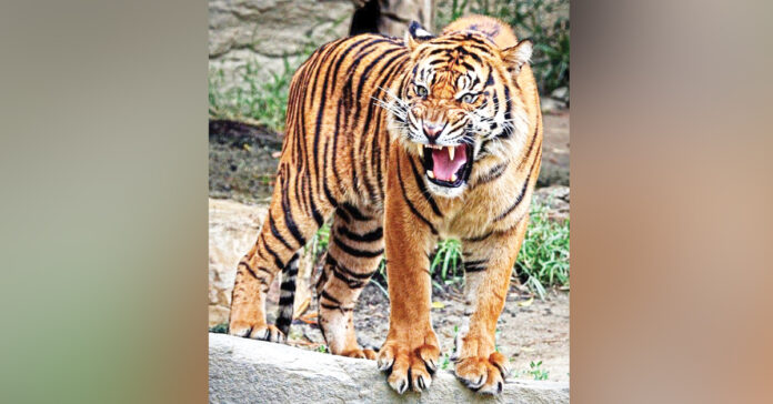 Extensive arrangements have been made for the tiger census.