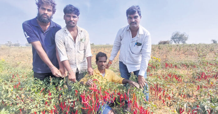 కన్నీరు మిగిల్చిన మిర్చి సాగు