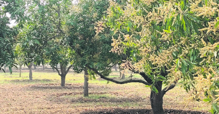 సంక్షోభంలో మామిడి సాగు