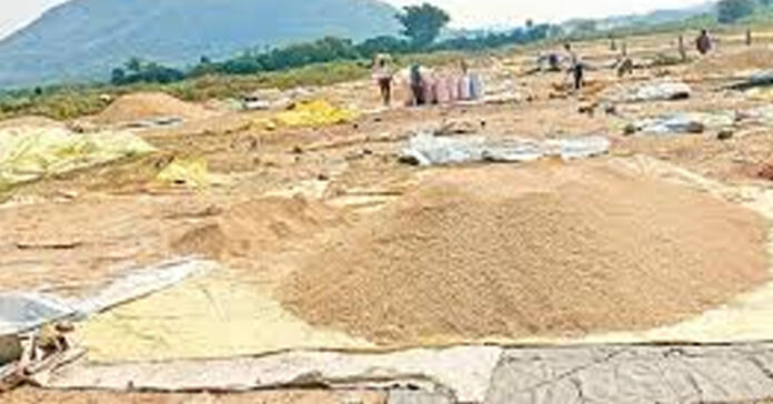 తెలుగు రాష్ట్రాల్లో తగ్గిన వరి దిగుబడి