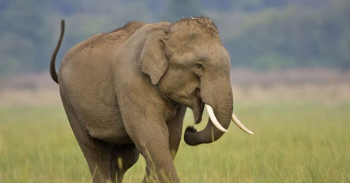 బీభత్సం సృష్టించిన ఏనుగు.. రెండు రోజుల్లో 13 మంది మృతి