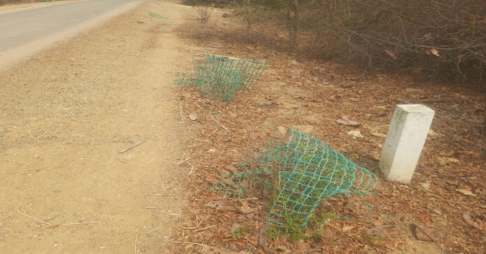 Greenery..is it a joke..?