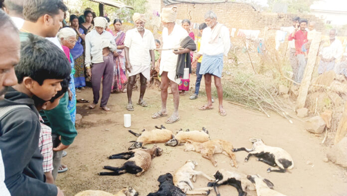 Dogs attacked the flock of sheep.