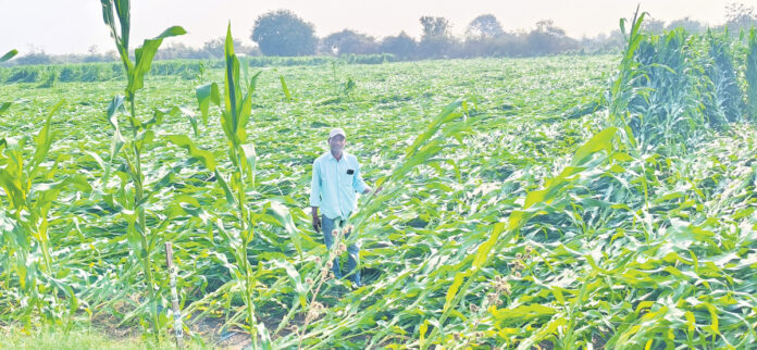 అకాల వర్షం.. అపార నష్టం