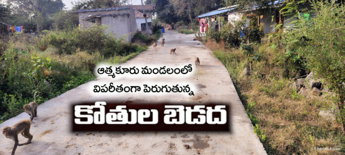కోతుల బెడదతో ప్రజల అవస్థలు