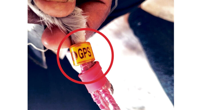 రైతుకు చిక్కిన పావురం