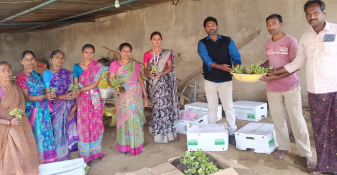 Farmers should be financially strengthened through vegetable cultivation