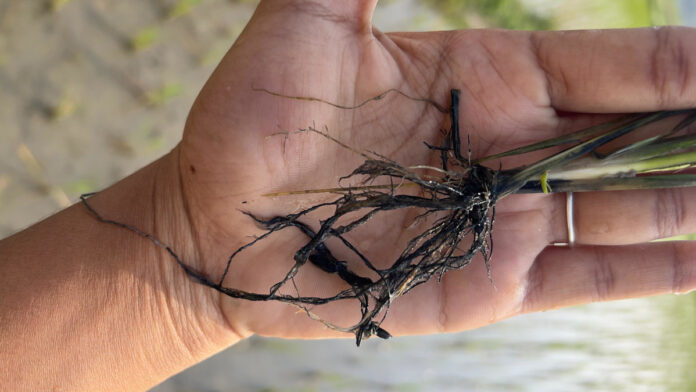 పంట రక్షణకు చర్యలు తీసుకోవాలి