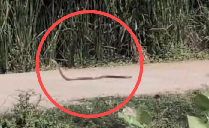 హౌసింగ్ బోర్డ్ కాలనీలో పాము కలకలం