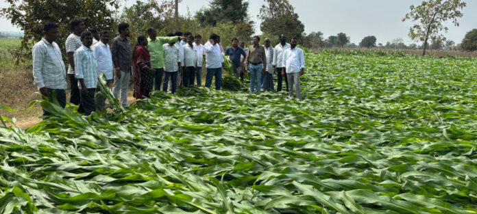 అకాల వర్షానికి దెబ్బతిన్న పంటలను పరిశీలించిన డీఏఓ