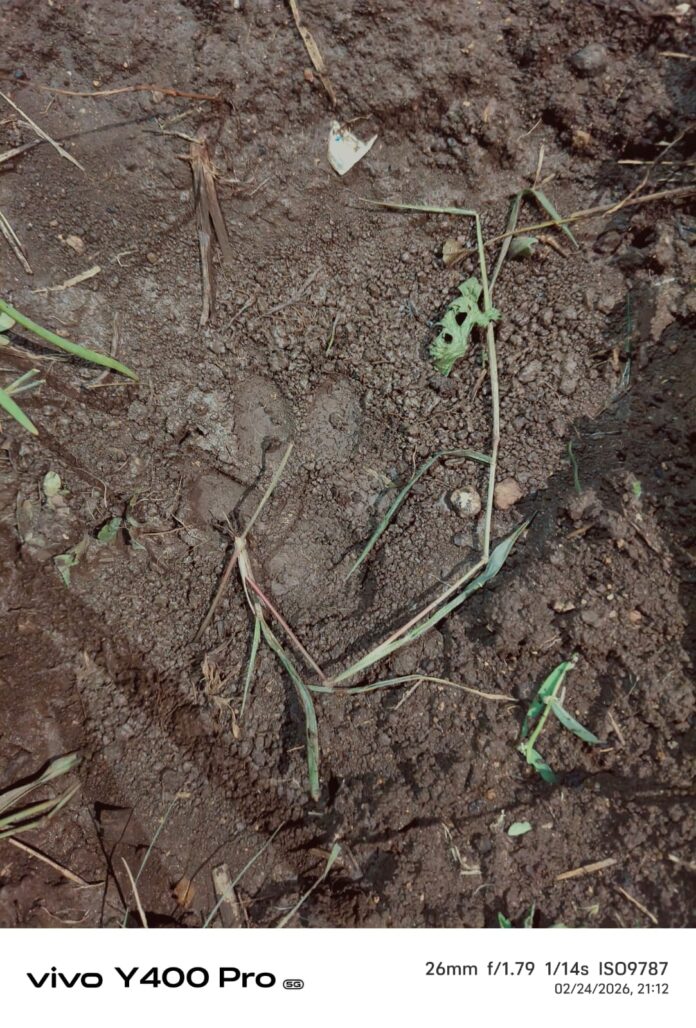 అదిగో చిరుత పులి.. ఇదిగో చిరుత పులి