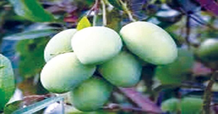 పచ్చి మామిడితో ఆరోగ్య ప్రయోజనాలు..